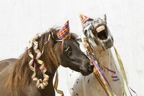 Cadeau artikelen Paard