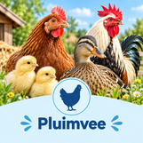 Pluimvee