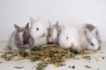 Kruiden Konijn/ Knaagdieren