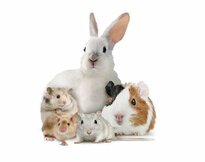 Verzorging en gezondheid knaagdier en konijn