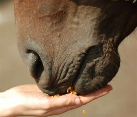 Snacks  en paardensnoepjes