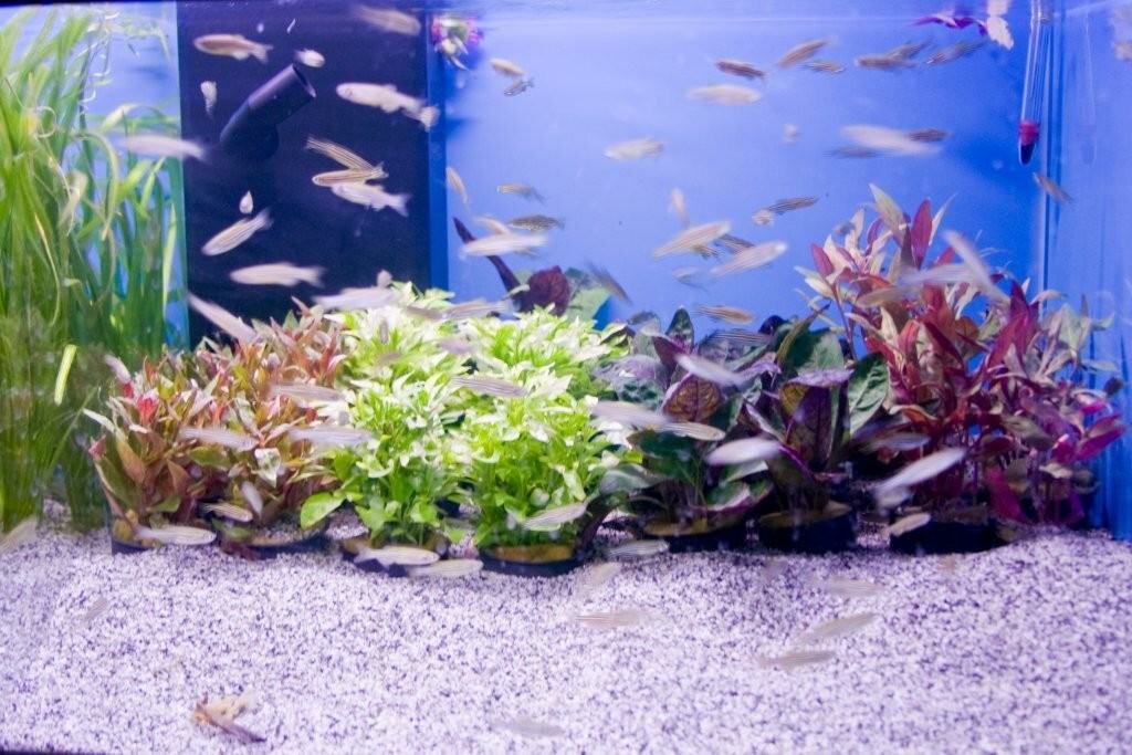 Aquarium