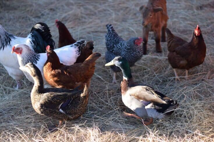 Kippen, eenden en vogels