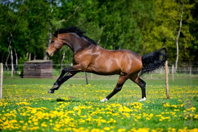 't Dijkje paardenvoer