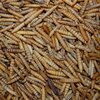 't Dijkje Black Soldier Fly Meelwormen  1kg