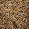 't Dijkje Black Soldier Fly Meelwormen 10kg
