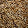 't Dijkje Black Soldier Fly Meelwormen 2,5kg