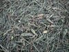 Smalle weegbree grof 2,5 kg