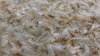  't Dijkje Psyllium husk 1kg