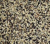 't Dijkje Kanariezaad 