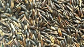 &#039;t Dijkje gepunte zwarte haver 20kg 