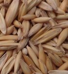 &#039;t Dijkje gepunte blanke haver 20kg 