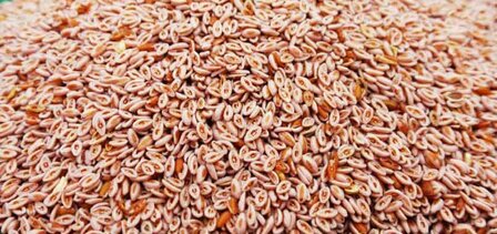  &#039;t Dijkje Psyllium voor paarden 1kg