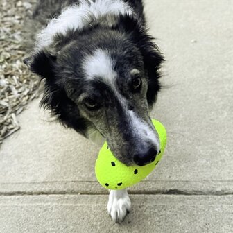 Kong reflex football