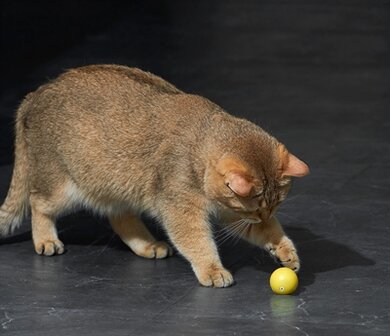 Dynamische speelbal kat assorti