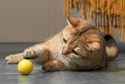 Dynamische speelbal kat assorti