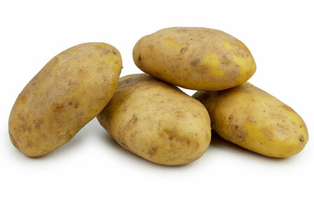 Agria patat aardappel