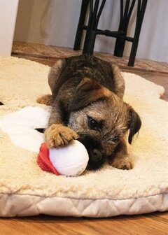 Cupid &amp; comet sandra snowball