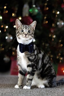 Cupid &amp; comet luxury vlinderstrik fluweel blauw