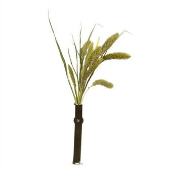 Back zoo nature millet setaria