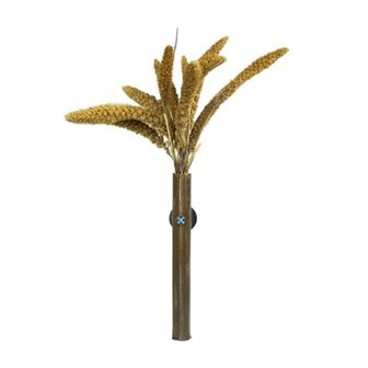 Back zoo nature millet setaria italica