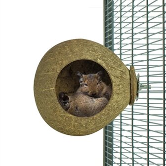 Back zoo nature coconut house