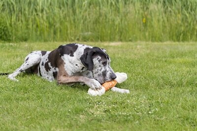 Trixie dentafun chicken chewbot