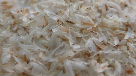  't Dijkje Psyllium husk 1kg