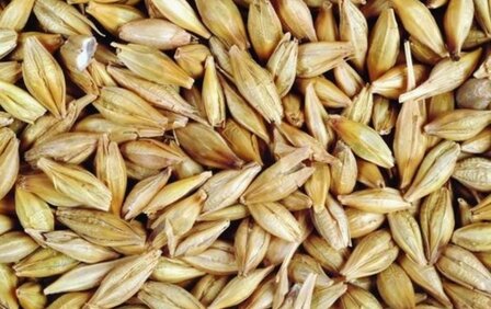 't Dijkje gerst 20kg (opgeschoond)