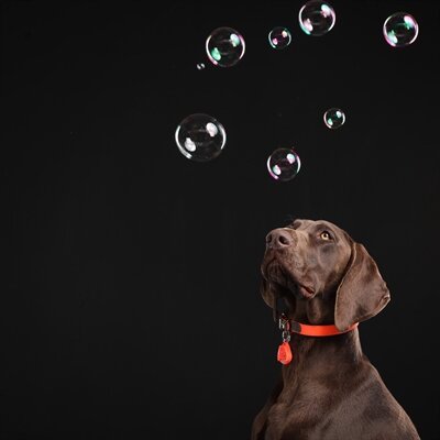 Tickless teek en vlo afweer voor hond en kat fluoriserend oranje