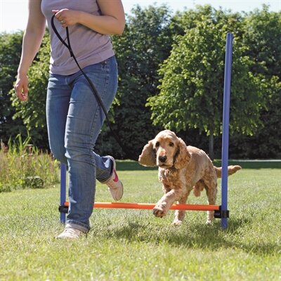 Trixie dog activity agility horde blauw / oranje