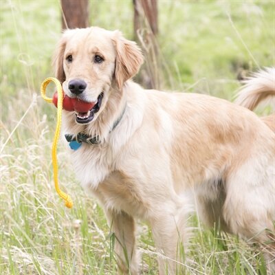 Kong classic met touw rood / geel