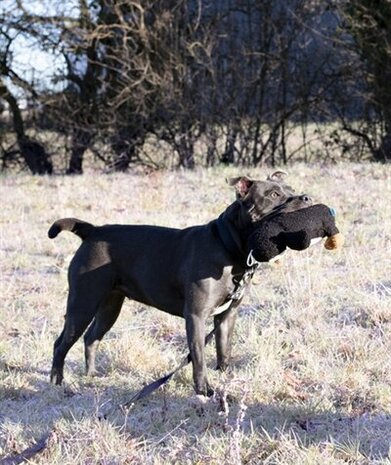 Cupid & comet tufflove pinguin