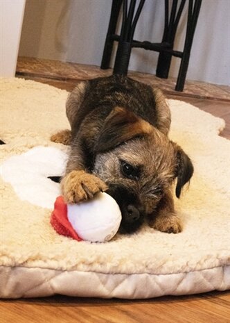 Cupid & comet sandra snowball