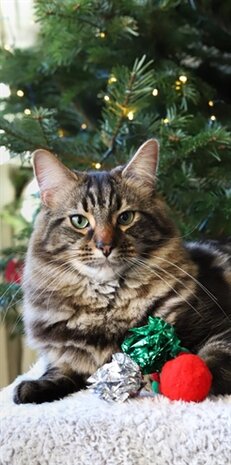 Cupid & comet kerstsok met 5 balletjes