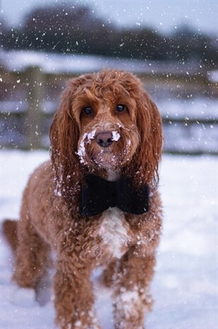Luxury vlinderstrik fluweel blauw