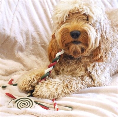 Cupid & comet bumper meaty snacks buffelhuid vrij