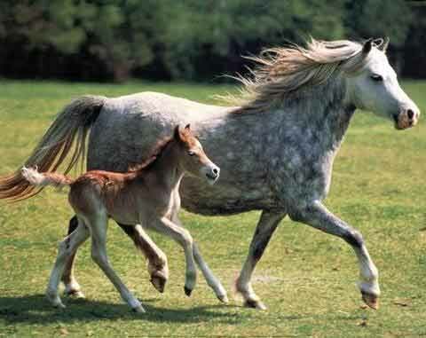 Paard Paard