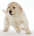 Hond Hond