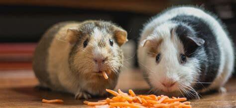 Snacks Snacks