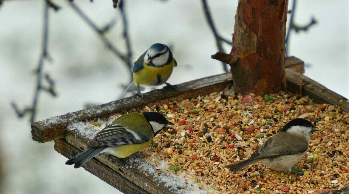 Tuin Tuin