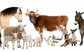 Rund/ schaap/ geit/ varken Rund--schaap--geit--varken