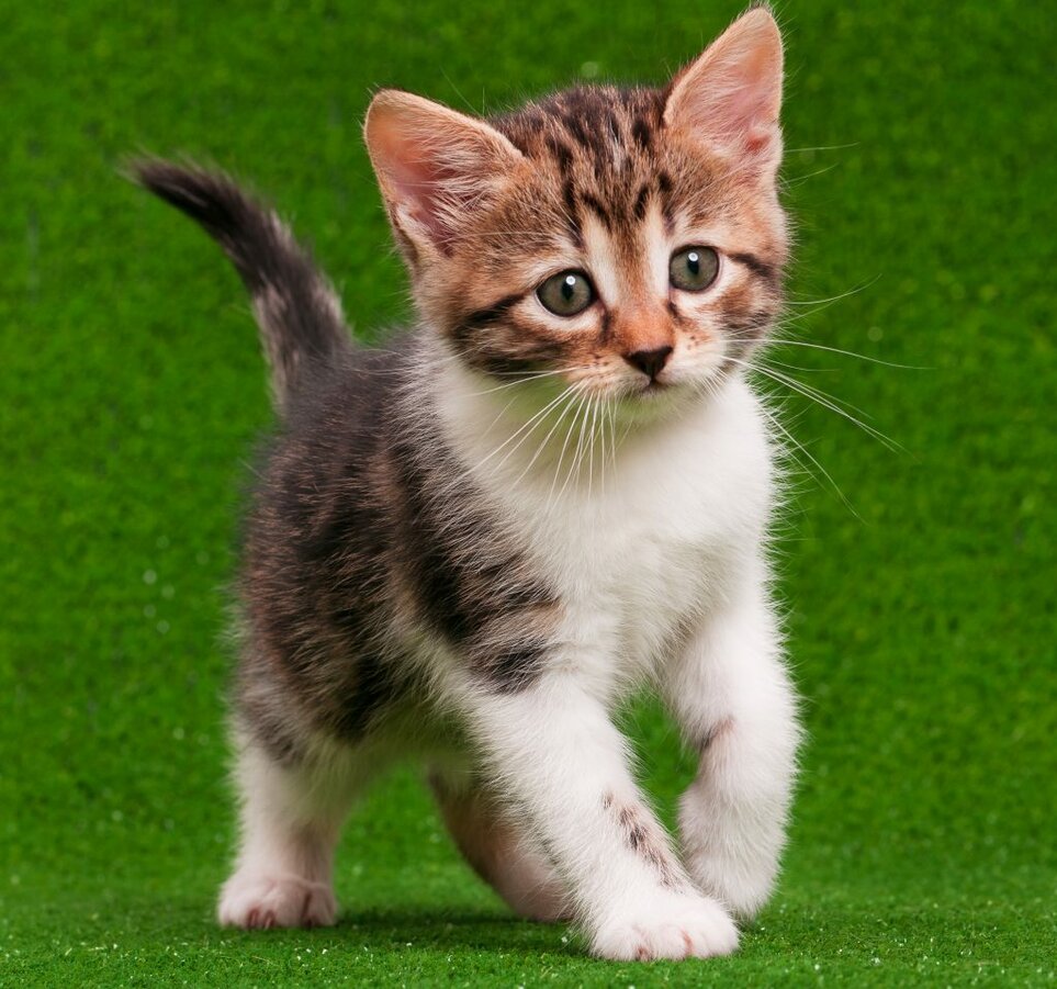 Kat Kat