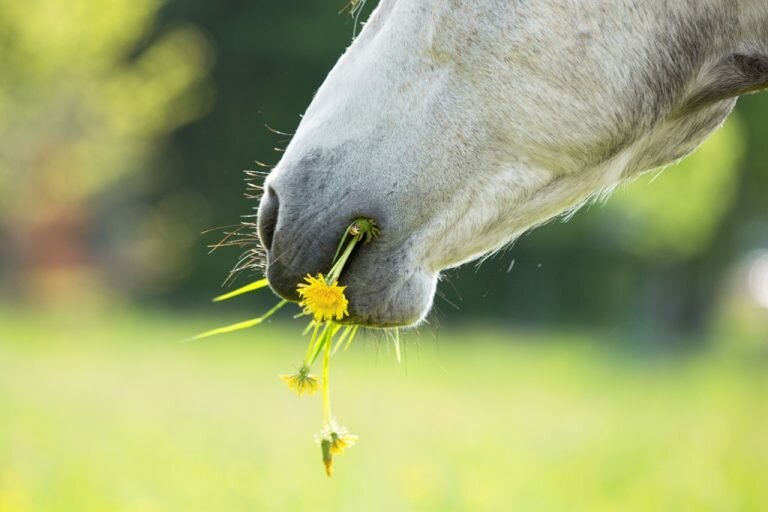 't Dijkje paarden kruiden