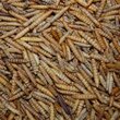 't Dijkje Black Soldier Fly Meelwormen 10kg